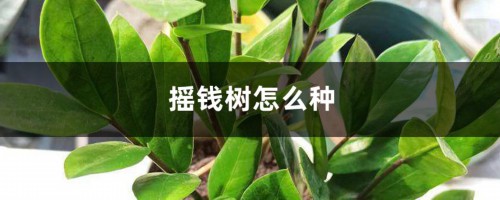 摇钱树怎么种