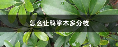 怎么让鸭掌木多分枝，怎么修剪造型